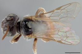 Holotype, USNM (National Museum of Natural History,  Smithsonian Institution)