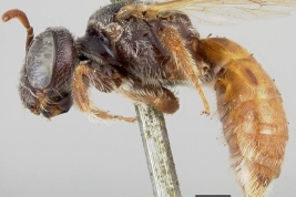Holotype, USNM (National Museum of Natural History,  Smithsonian Institution)