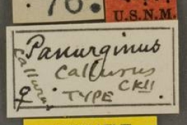 Labels of the holotype USNM (National Museum of Natural History,  Smithsonian Institution)