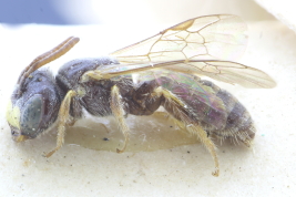Male lateral view (MLP) Photo:M.Lucia
