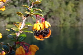 Female of <i>Bombus (Thoracobombus) dahlbomii </i> on <i>Berberis darwinii</i> (Berberidaceae),  Puerto Blest, Río Negro (V. Almada) 