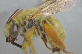 Lateral view of female of <i>D. arrhenica</i> (Vachal, 1904) (Photo: L. Alvarez)