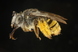 Lateral view of female of <i>Melissoptila bonaerensis</i> Holmberg, 1903  (Photo: M. Lucia)