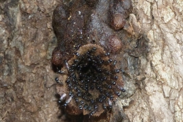 Nest entrance, Puerto Iguazú, Misiones (Photo: L. Alvarez)