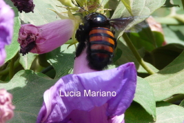 Female 