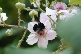 Female of  <i>Bombus (Thoracobombus) pauloensis</i> Friese, 1913 on flower of <i>Rosa eglanteria</i>
