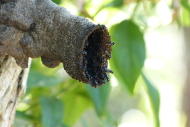 Nest entrance, CIES Iguazú National Park, Misiones (Photo: L. Alvarez).