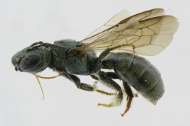Lateral view of female of <i>Ceratina (Crewella) diligens </i>Smith, 1879 