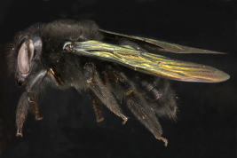 Female 
