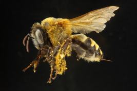 Lateral view of female of <i>Ptilothrix relata</i> (Holmberg, 1903) (Photo: M. Lucia)