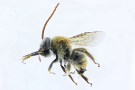 Lateral view of male of <i>Alloscirtetica clypeata</i> Urban, 1971. Photo: M.Lucia