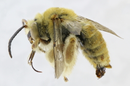 Lateral view of male of <i>D. paraguayensis</i> (Friese, 1909). Photo: M. Lucia