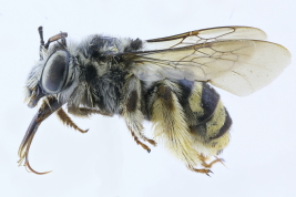 Lateral view of female of <i>Florilegus (Florilegus) condignus</i> (Cresson, 1878). Photo: M.Lucia