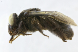 Lateral view of female of <i>Florilegus (Floriraptor) melectoides</i> (Smith, 1879) Photo: M.Lucia