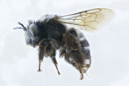 Lateral view of female of <i>Svastrides zebra</i> (Friese, 1908) Photo: M. Lucia