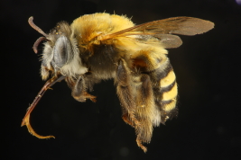 Lateral view of female of <i>Thygater (Thygater) analis  </i> (Lepeletier, 1841) (Photo: M. Lucia)