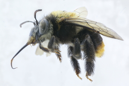 Lateral view of female of <i>Thygater (Thygater) dispar  </i> (Smith, 1854)