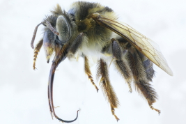 Lateral view of female of <i>Thygater (Thygater) palliventris</i> (Friese, 1908) Photo: M.Lucia
