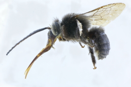 Male lateral view, Misiones collected on <i>Ipomoea</i> sp. (MLP). Photo: M.Lucia