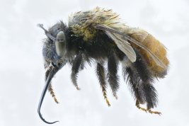 Lateral view of female of <i>Thygater (Thygater) rubricata </i>(Smith, 1879) Photo: M.Lucia