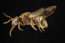 Lateral view of female of <i>Trophocleptria variolosa</i> Holmberg, 1886 