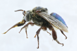 Lateral view of female of <i>Mesoplia rufipes </i> (Perty, 1833)