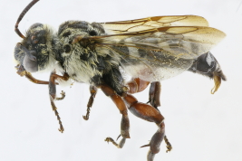 Male in lateral view, Berisso, Buenos Aires (MLP)