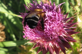 Female of  <i>Svastra (Svastra) flavitarsis</i> (Spinola, 1851) on flower in Mendoza  (Photo: M. Lucia)