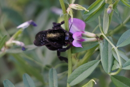 Female of  <i>Bombus (Thoracobombus) pauloensis</i> Friese, 1913 on a flower