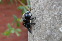 Male