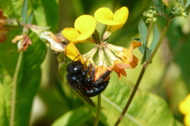 Female 