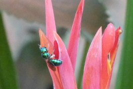 Female of <i>Ceratina (Calloceratina) chloris</i> (Fabricius, 1804) on <i>Canna indica</i>, Iguazú National Park, Misiones (L. Alvarez)