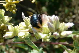Female 