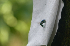 Male attracted by cineol bait, CIES Parque Nacional Iguazú  (Photo: L. Alvarez)