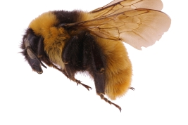 Female lateral view of <i>Bombus (Collumanobombus) tucumanus</i> Vachal, 1904 (MLP)