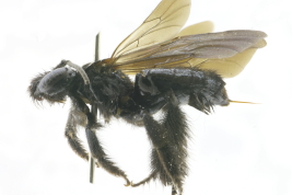 <i>Tapinotaspoides tucumana</i> (Vachal, 1904), female lateral view. Photo: M.Lucia