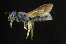 Lateral view of female of <i>Ceratina (Crewella) rupestris </i>Holmberg, 1884 