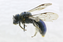 Lateral view of female of <i>Manuelia gayi</i> (Spinola, 1851) 