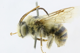 Lateral view of Male of <i>Alloscirtetica brethesi</i> (Jörgensen, 1912). Photo: M.Lucia