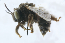 Lateral view of female of <i>Alloscirtetica corvina</i> (Friese, 1908). Photo: M.Lucia