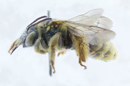 Lateral view of female of <i>Dasyhalonia (Dasyhalonia) saltae</i> Michener & Moure, 1956 Photo: M. Lucia