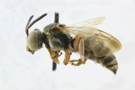 Lateral view of female of <i>Doeringiella burmeisteri</i> (Friese, 1908) Photo: M.Lucia