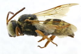 Lateral view of female of <i>Doeringiella gayi</i> (Spinola, 1851) (MLP). Photo: M.Lucia