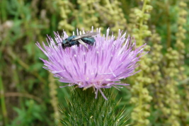 Female on <i>Cirsium vulgare</i>, Buenos Aires
