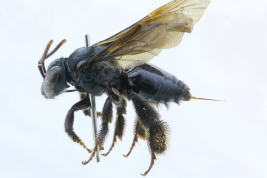 Lateral view of female of <i>Paratetrapedia (Paratetrapedia) fervida</i> (Smith, 1879) Photo: M.Lucia