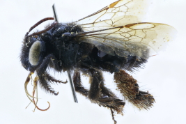  Lateral view of female of <i>Tapinotaspis chalybaea</i> (Friese, 1899), Entre Rios, Liebig (Col. Caire) Photo: M. Lucia
