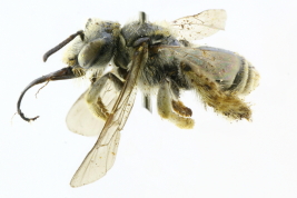 Lateral view of female of <i>Tapinotaspis ogloblini</i> Roig-Alsina, 2003,  La Plata, Buenos Aires Photo: M.Lucia