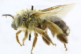 Lateral view of female of <i>Martinapis (Svastropsis) bipunctata</i> (Friese, 1908) Photo: M.Lucia