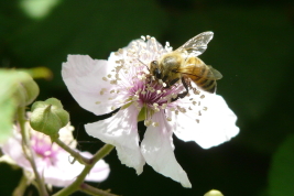 Worker 
