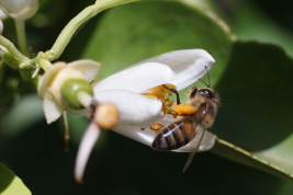 Worker